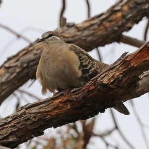 Phaps chalcoptera at Pearce, ACT - 27 Dec 2021