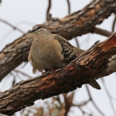 Phaps chalcoptera at Pearce, ACT - 27 Dec 2021