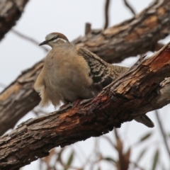 Phaps chalcoptera at Pearce, ACT - 27 Dec 2021