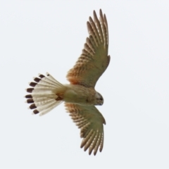 Falco cenchroides (Nankeen Kestrel) at Mount Taylor - 27 Dec 2021 by RodDeb