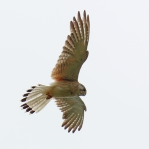 Falco cenchroides at Pearce, ACT - 27 Dec 2021 03:20 PM