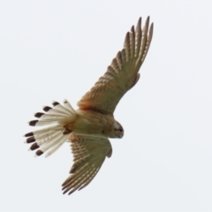 Falco cenchroides at Pearce, ACT - 27 Dec 2021 03:20 PM