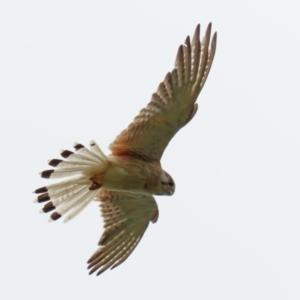 Falco cenchroides at Pearce, ACT - 27 Dec 2021 03:20 PM