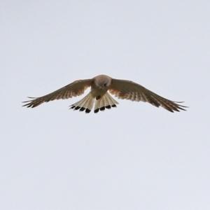 Falco cenchroides at Pearce, ACT - 27 Dec 2021 03:20 PM