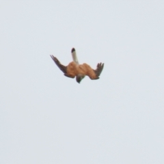 Falco cenchroides at Pearce, ACT - 27 Dec 2021 03:20 PM