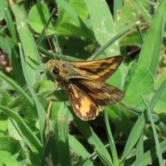 Ocybadistes walkeri (Green Grass-dart) at Macarthur, ACT - 28 Dec 2021 by RodDeb