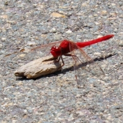 Diplacodes haematodes (Scarlet Percher) at Coombs Ponds - 28 Dec 2021 by RodDeb