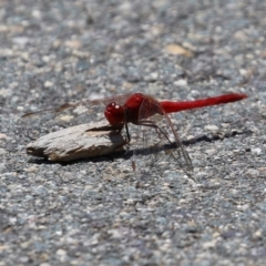 Diplacodes haematodes at Coombs, ACT - 28 Dec 2021