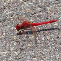 Diplacodes haematodes at Coombs, ACT - 28 Dec 2021