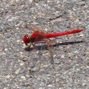 Diplacodes haematodes at Coombs, ACT - 28 Dec 2021