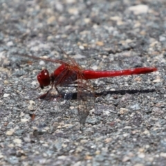 Diplacodes haematodes at Coombs, ACT - 28 Dec 2021