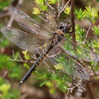 Hemicordulia tau (Tau Emerald) at Coombs Ponds - 28 Dec 2021 by RodDeb