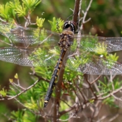 Hemicordulia tau at Coombs, ACT - 28 Dec 2021