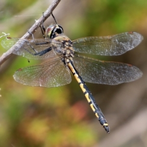 Hemicordulia tau at Coombs, ACT - 28 Dec 2021