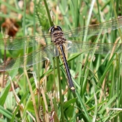 Hemicordulia tau at Coombs, ACT - 28 Dec 2021