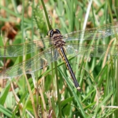 Hemicordulia tau at Coombs, ACT - 28 Dec 2021