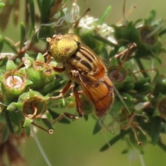 Eristalinus (genus) (A Hover Fly) at Coombs, ACT - 28 Dec 2021 by RodDeb