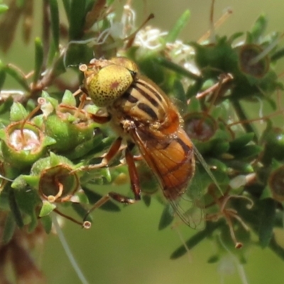 Eristalinus sp. (genus) (A Hover Fly) at Coombs Ponds - 28 Dec 2021 by RodDeb