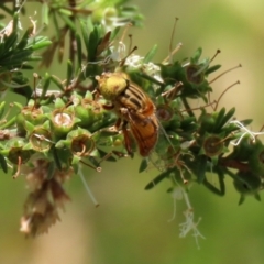 Eristalinus (genus) at Coombs, ACT - 28 Dec 2021