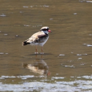 Charadrius melanops at Coombs, ACT - 28 Dec 2021 02:28 PM