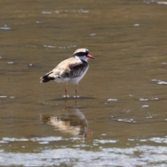 Elseyornis melanops (Black-fronted Dotterel) at Coombs, ACT - 28 Dec 2021 by RodDeb