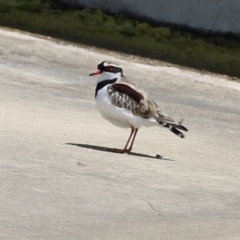 Charadrius melanops at Coombs, ACT - 28 Dec 2021