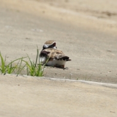 Charadrius melanops at Coombs, ACT - 28 Dec 2021