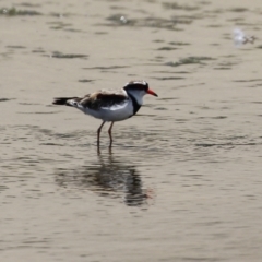 Charadrius melanops at Coombs, ACT - 28 Dec 2021 02:28 PM