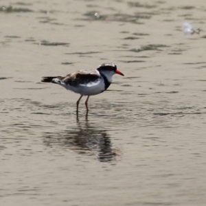 Charadrius melanops at Coombs, ACT - 28 Dec 2021