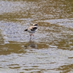 Charadrius melanops at Coombs, ACT - 28 Dec 2021 02:28 PM