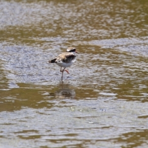 Charadrius melanops at Coombs, ACT - 28 Dec 2021