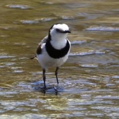 Epthianura albifrons (White-fronted Chat) at Coombs Ponds - 28 Dec 2021 by RodDeb