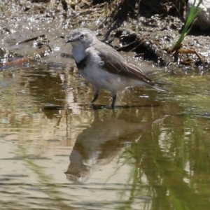 Epthianura albifrons at Coombs, ACT - 28 Dec 2021