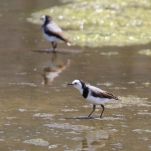 Epthianura albifrons at Coombs, ACT - 28 Dec 2021