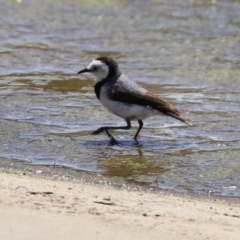 Epthianura albifrons at Coombs, ACT - 28 Dec 2021