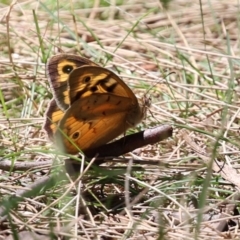 Heteronympha merope (Common Brown Butterfly) at Upper Stranger Pond - 29 Dec 2021 by RodDeb