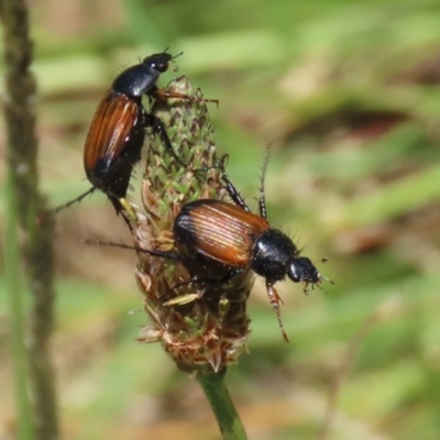 Phyllotocus navicularis (Nectar scarab) at Bonython, ACT - 29 Dec 2021 by RodDeb