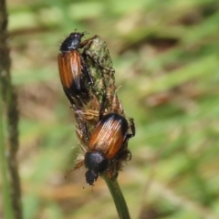 Phyllotocus navicularis at Bonython, ACT - 29 Dec 2021