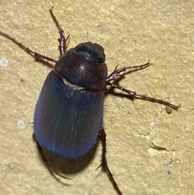 Scitala sericans (Shiny pasture scarab) at QPRC LGA - 29 Dec 2021 by Steve_Bok