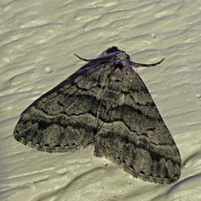 Lipogya eutheta (Grey Bark Moth) at QPRC LGA - 29 Dec 2021 by Steve_Bok