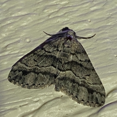 Lipogya eutheta (Grey Bark Moth) at Jerrabomberra, NSW - 29 Dec 2021 by SteveBorkowskis