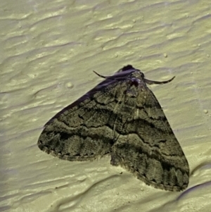 Lipogya eutheta at Jerrabomberra, NSW - 29 Dec 2021