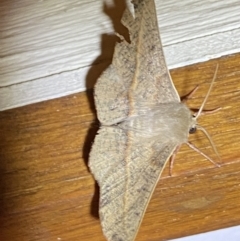 Antictenia punctunculus (A geometer moth) at Jerrabomberra, NSW - 29 Dec 2021 by SteveBorkowskis