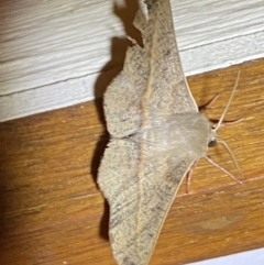 Antictenia punctunculus (A geometer moth) at QPRC LGA - 29 Dec 2021 by Steve_Bok