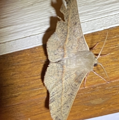 Antictenia punctunculus (A geometer moth) at Jerrabomberra, NSW - 29 Dec 2021 by Steve_Bok