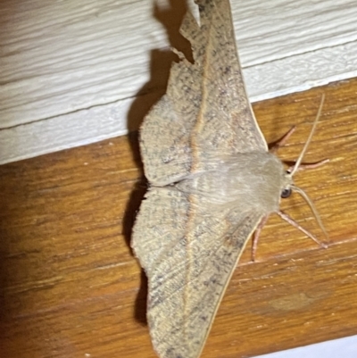 Antictenia punctunculus (A geometer moth) at Jerrabomberra, NSW - 29 Dec 2021 by SteveBorkowskis