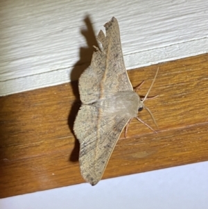 Antictenia punctunculus at Jerrabomberra, NSW - suppressed