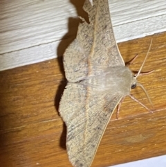 Antictenia punctunculus at Jerrabomberra, NSW - suppressed