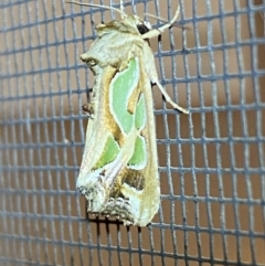 Cosmodes elegans (Green Blotched Moth) at Jerrabomberra, NSW - 29 Dec 2021 by SteveBorkowskis