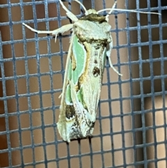 Cosmodes elegans at Jerrabomberra, NSW - suppressed